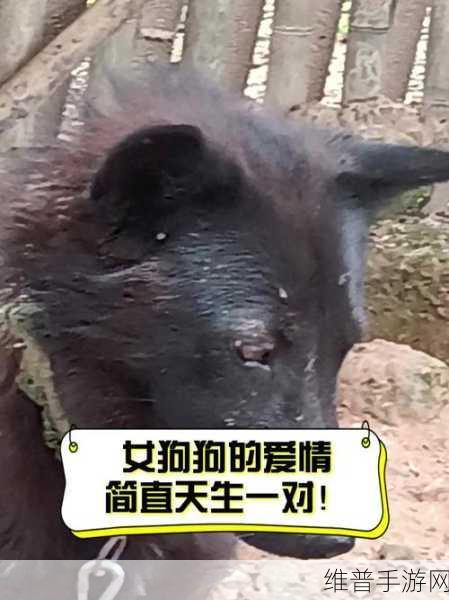狗狗与他的动物女友，一场趣味横生的恋爱养成之旅