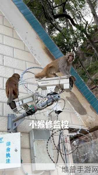 深入探索不要喂食猴子手机版，安卓玩家的摄像头模拟监控新体验