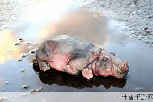 河马体育Hippo Sports，畅游趣味卡通敏捷世界的休闲手游攻略