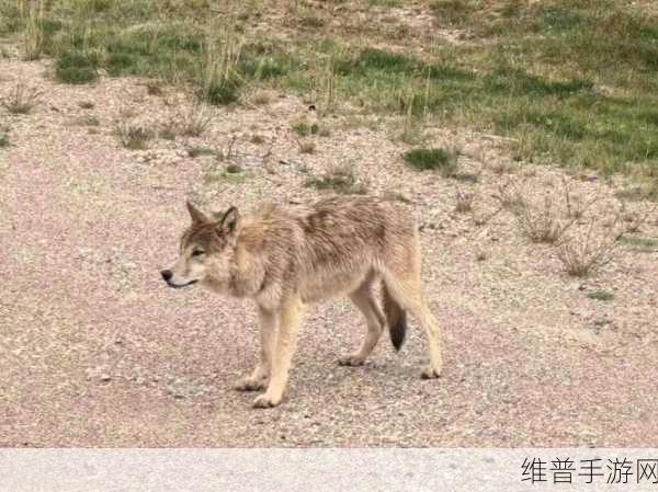 无人区码一码二码w358cc：无人区冒险：神秘宝藏w358cc【专题】
