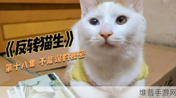 萌宠养成新体验，驯服流浪猫手游下载全攻略