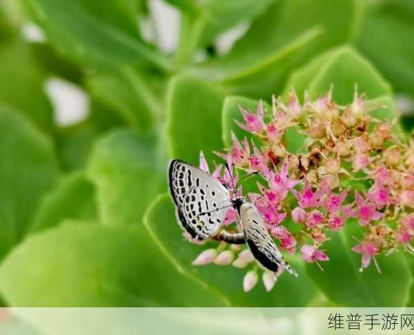 花蝴蝶高清无码免费：蝶恋花-浪漫互动养成游戏【专题】