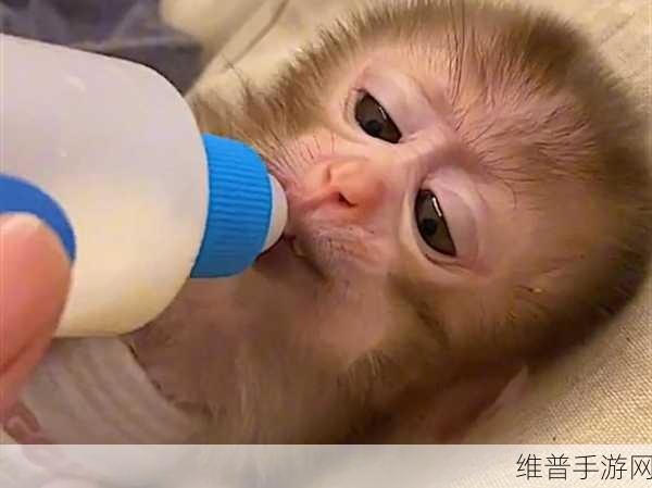 生猴子网站：萌宠猴王【专题】