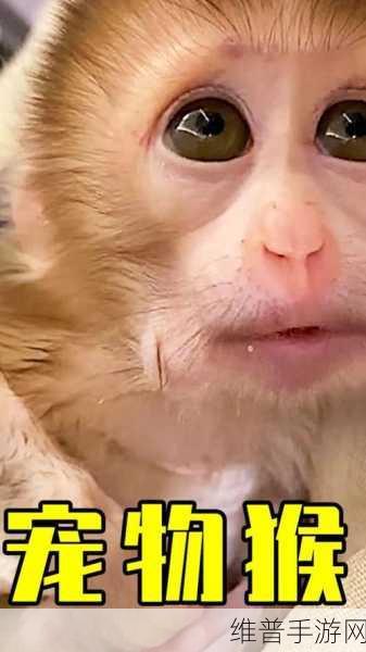 生猴子网站:萌宠猴王【专题】