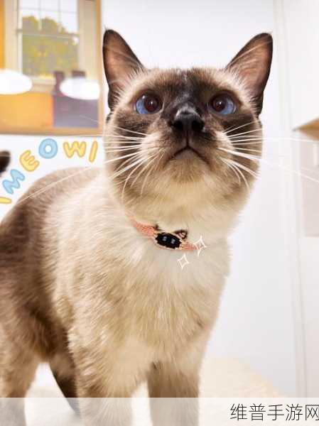塔瑞斯世界,解锁逻辑猫宠物的神秘路径