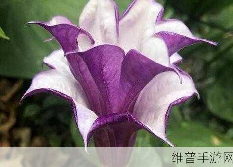 创造与魔法,探寻紫色曼陀罗花的神秘所在