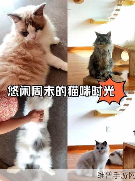 快乐猫舍，融合休闲养成与二合一消除的奇妙之旅
