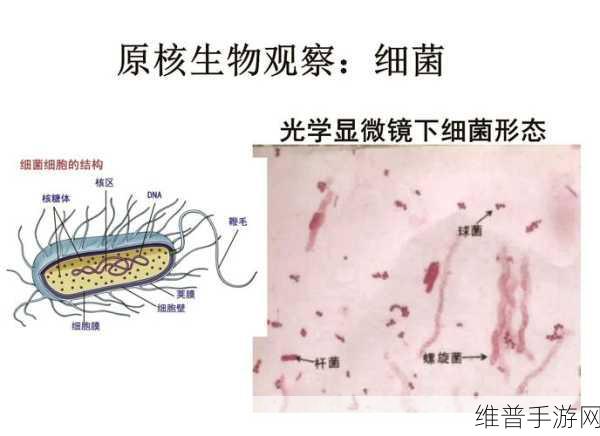探索微生物世界的奇妙之旅，免费版下载及深度攻略