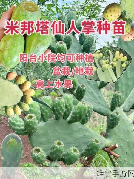 元气骑士仙人掌，全面解析其神奇作用与种植攻略