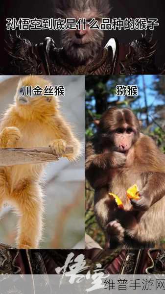 河洛群侠传中金丝猴王的深度剖析