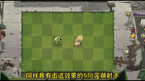 植物大战僵尸2莲藕射手深度玩法攻略
