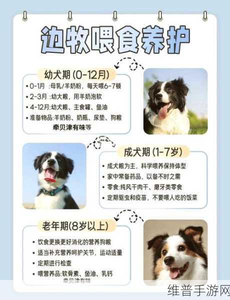 边境之旅宠物获取全攻略，如何轻松获得宠物狗
