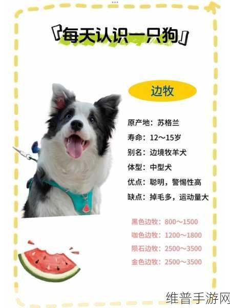 边境之旅宠物获取全攻略,如何轻松获得宠物狗