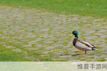 边境之旅鸭羽毛获取攻略，揭秘鸭羽毛哪里多