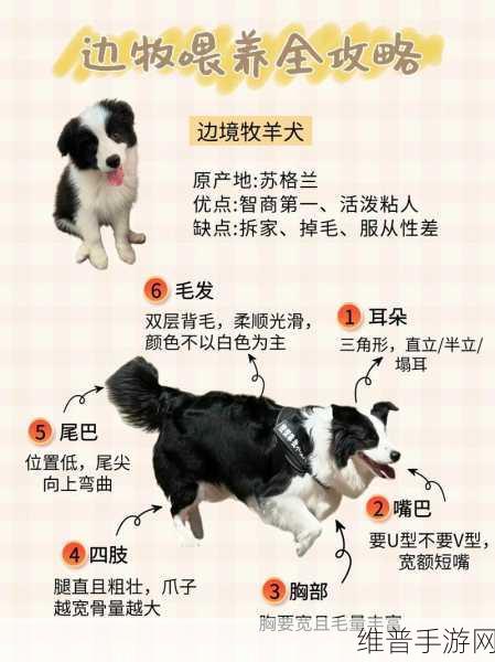 边境之旅宠物狗作用与使用攻略详解