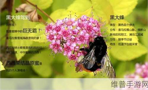 烟雨江湖深度攻略，探寻蜜蜂踪迹，解锁蜂蜜获取秘籍