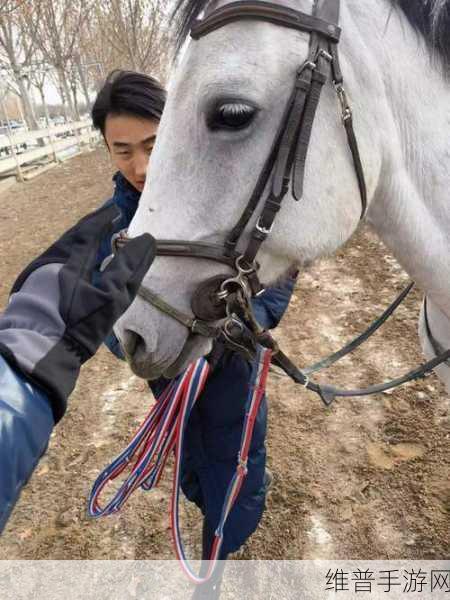 这城有良田马厩深度玩法指南，解锁你的骏马养成之旅