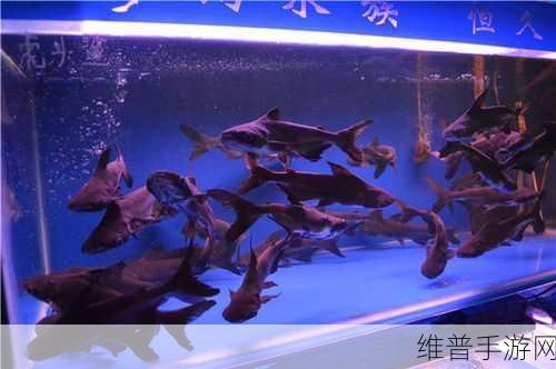原神观赏鱼养殖全攻略，打造你的梦幻水族箱