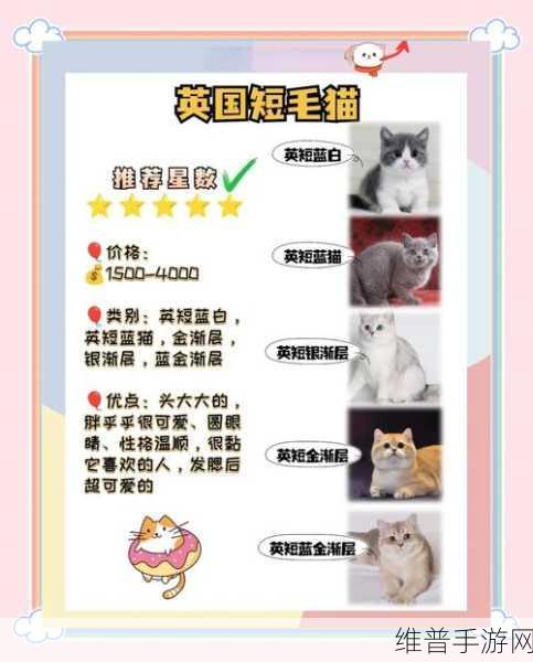 心动小镇养猫秘籍，让可爱猫咪成为你的伙伴