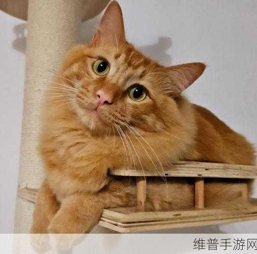 小猫咪大城市传送门解锁秘籍大公开