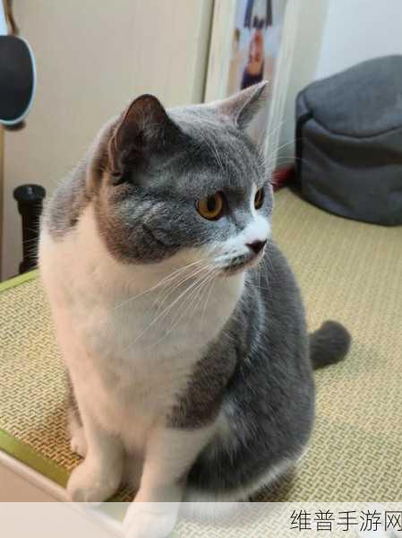 小森生活猫咪领养全攻略，从一只到多只的幸福陪伴