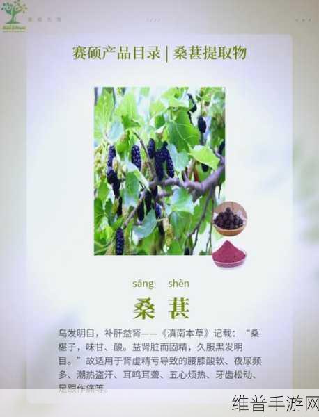 伊洛纳桑葚获取全攻略，解锁南方珍贵资源的秘密