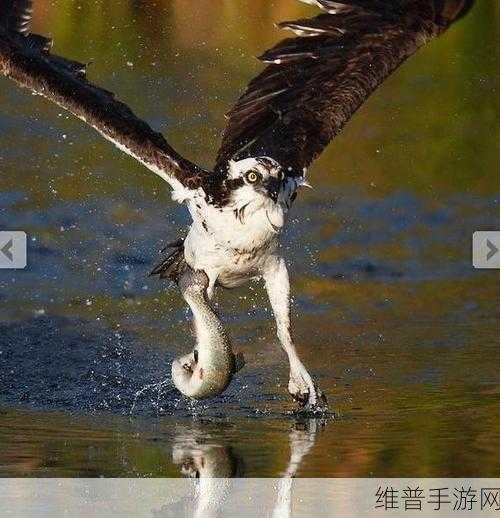 黑色沙漠手游攻略，如何完成寻找了解鸟类的人类任务