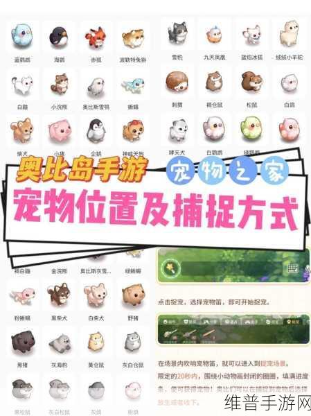 奥比岛宠物养成全攻略，地点选择与注意事项深度解析