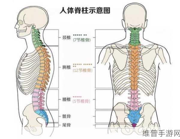手游玩家福音，理想舒适腰靠，骶骨腰椎守护神仅售129元！