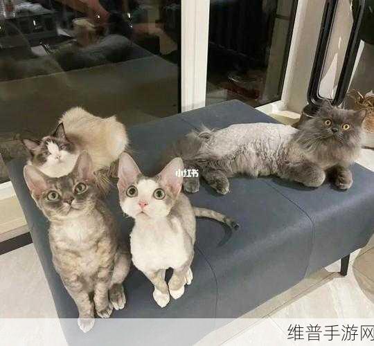 Q 宠之森,动物花园 高评价背后的秘密