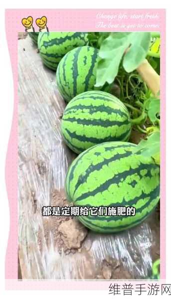 小森生活种植西瓜秘籍大公开
