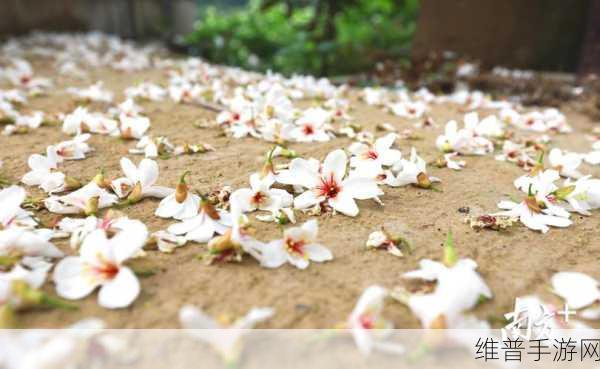探索永劫无间中的绝美秘境，揭秘白色花海位置
