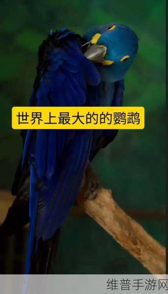 妄想山海探索指南，揭秘金刚鹦鹉的获取之道