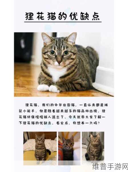 物华弥新狸猫盘深度玩法攻略，解锁狸猫世界的奇妙之旅