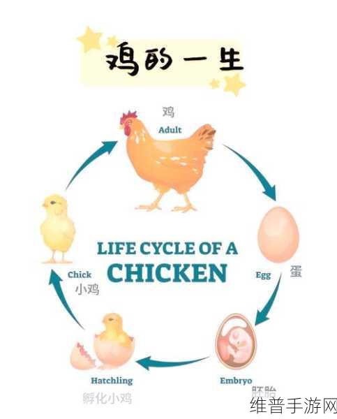 探索创造与魔法的奥秘，揭秘手游中鸡的饮食与鸡蛋的获取策略