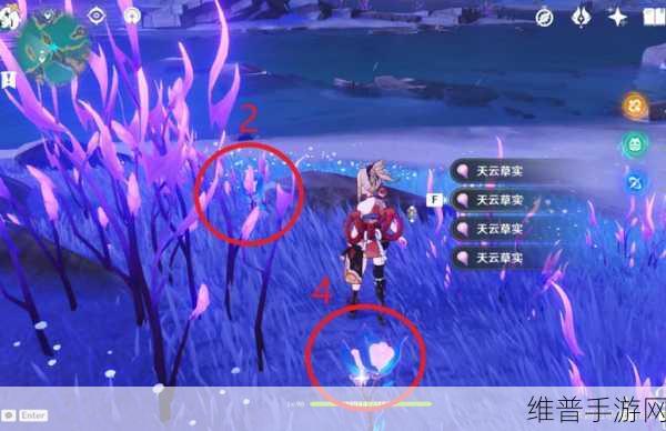 原神天云草实全攻略,位置分布与高效采集指南
