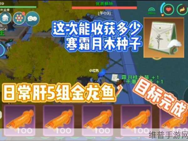 创造与魔法,金龙鱼垂钓秘籍大揭秘