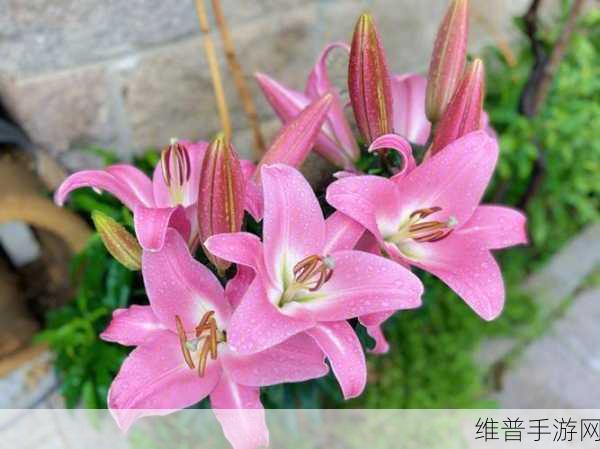 桃源深处有人家，粉色百合花获取与培育配方全攻略