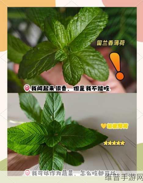仙山小农手游攻略，全面解析薄荷获取方法