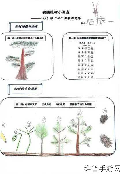 小森生活雪松树位置全解析，探寻稀有资源的秘密