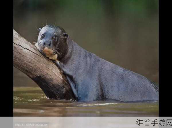 辐射76巨獭探索指南，全面解析巨獭位置一览