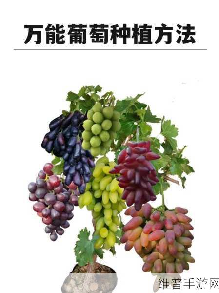 模拟农场深度攻略,葡萄种植全解析