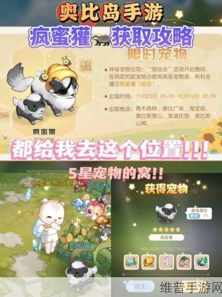 奥比岛手游宠物养成攻略，如何高效提升宠物等级？