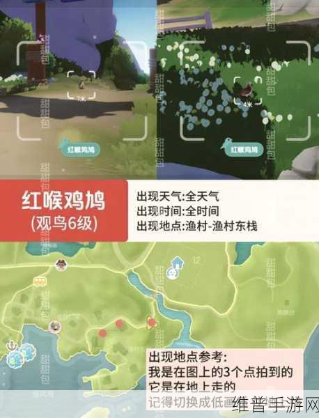 心动小镇小火烈鸟寻觅指南，全面解析其出没位置与捕捉技巧