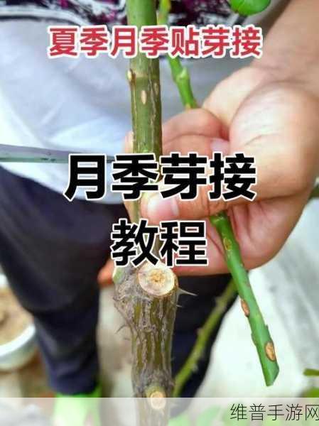 创造吧我们的星球，植物种植与嫁接深度攻略