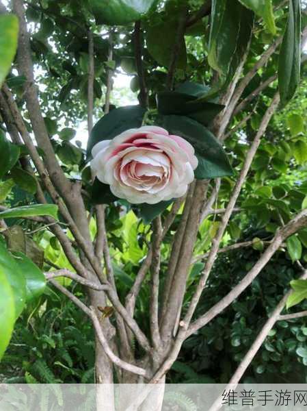 潜行者2，探索神秘罂粟田，揭秘怪异的花获取攻略