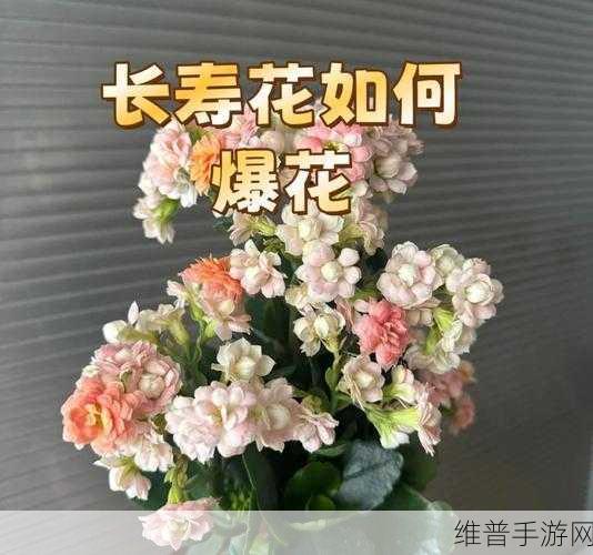 鬼谷八荒延寿丹获取全攻略，修仙路上的长寿秘籍