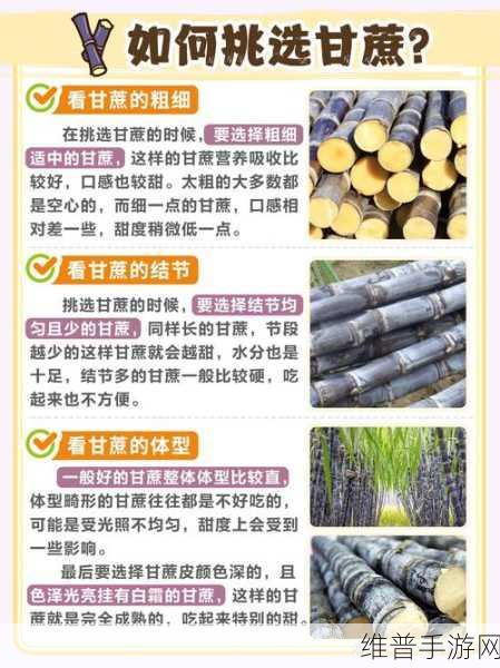 边境之旅甘蔗获取攻略，解锁白糖制作的关键材料