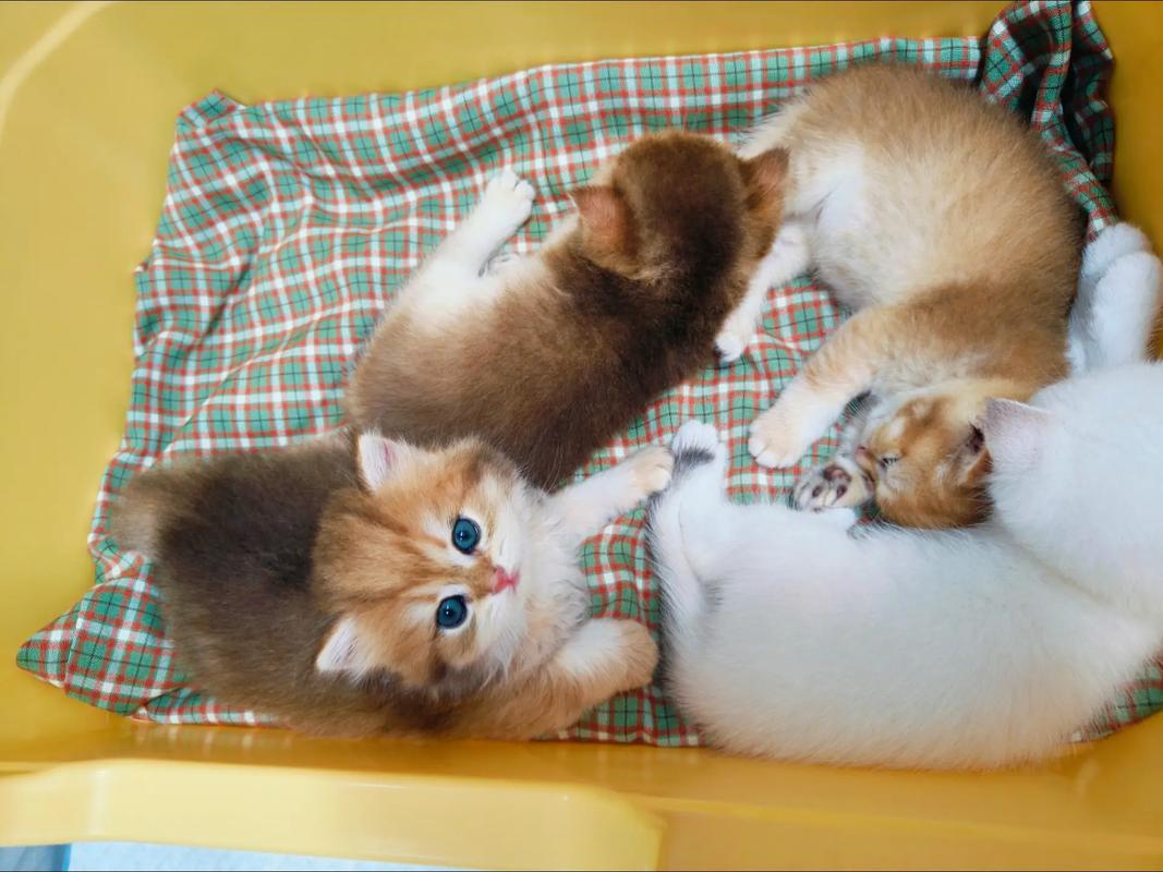 满月是只猫公测上线时间抢先看