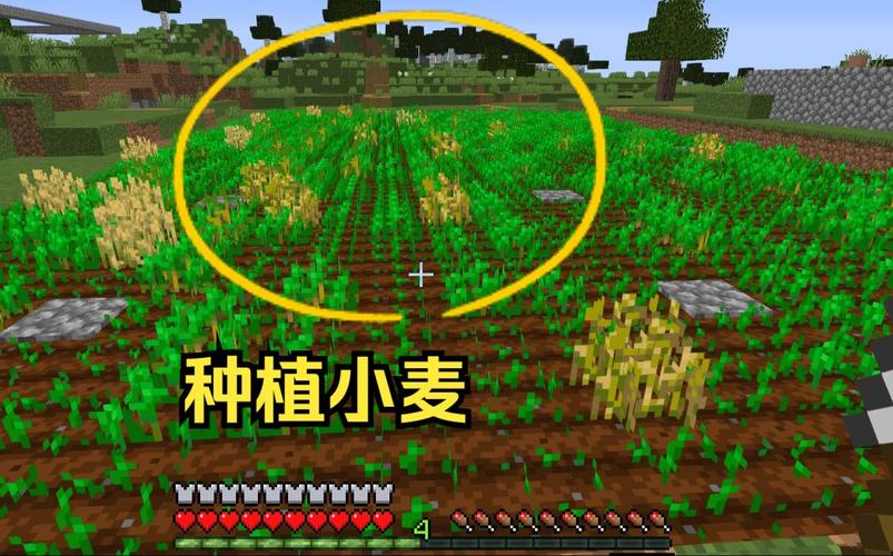 我的世界手游小麦种植全攻略，解锁你的农耕之旅